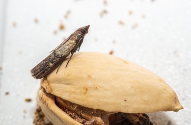 Close-up view on indian-meal moth on pistachio nut.