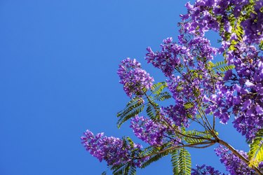 Jacaranda tree in bloom
