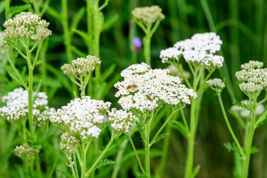 Small White Flowers Of Achillea Millefolium, Known As Yarrow Or Common Yarrow In A Spring Garden