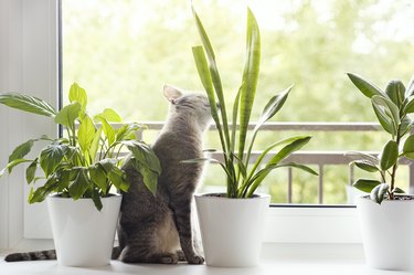 A gray striped domestic cat sits by the window and sniffs houseplants in flower pots. The interior of a modern apartment in a Scandinavian style. Image for veterinary clinics, sites about cats