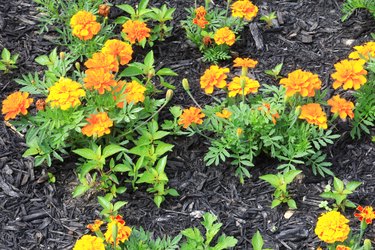 Marigold plants in bloom