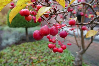 Small crab apple tree.