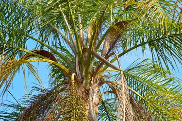 Closeup of a queen palm tree in the sun