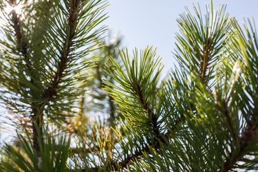 why are my austrian pine tree leaves turning yellow