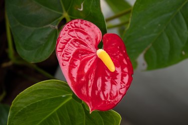 Red Anthurium flower isolated in garden