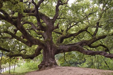 Huge oak tree with long branches