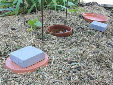 Clay Ollas: Cheap and Easy Self-Watering Garden System — kitchen plot