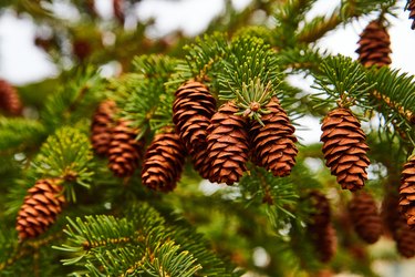 Pine tree branch with small pinecones.