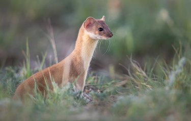 Long-tailed weasel in the wild.