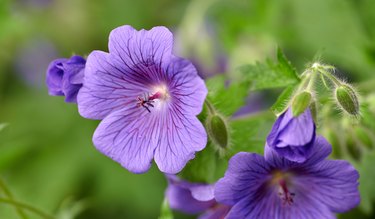 Blue Geranium