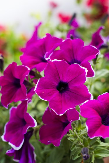 Beautiful petunia flowers