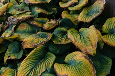 Close view of deeply ridged hosta leaves turning from green through yellow to brown.