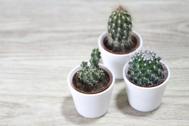Three Cactus in pots