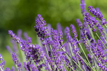 Lavandula angustifolia bunch of flowers in bloom, purple scented flowering plant