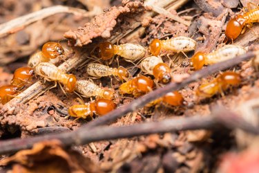 Termites help unload wood chips.