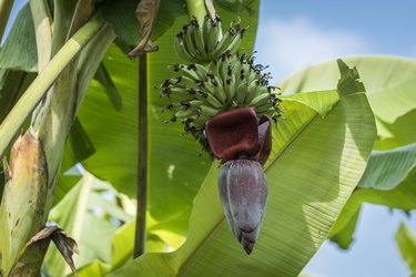 Cluster of bananas with flower hanging on tree, Hsipaw, Myanmar