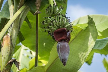 yellow banana tree images