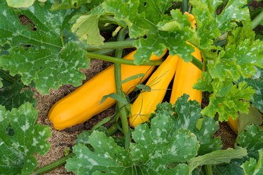 large organic yellow squash ripening in a healthy and well-kept vegetable patch