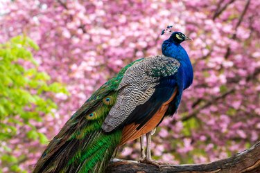 Colorful peacock in park.