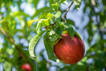 How to Plant and Grow Peaches and Nectarines -- Harvest to Table