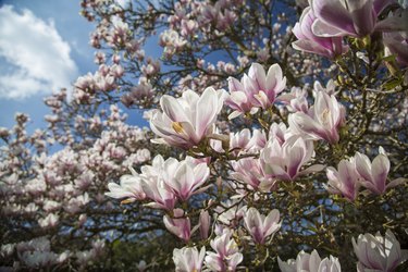 Magnolia tree flowers.