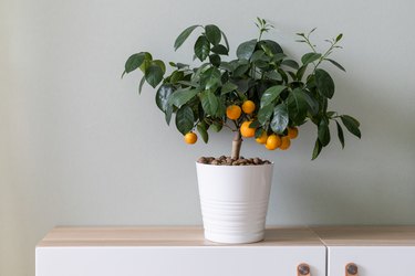 Small potted citrus tree with plenty of ripe fruits in home interior.