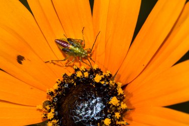 Tiny thrip insect on orange spring wildflower