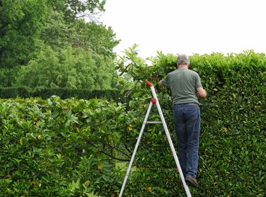 Senior man cutting  laurel hedge in springtime