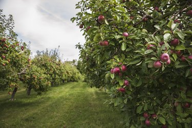 Ripe red apples on an apple tree in an apple orchard.