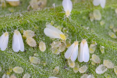 Adults, larvae, and pupae of Glasshouse whitefly. (Trialeurodes vaporariorum) on the underside of tomato leaves. It is a currently important agricultural pest.