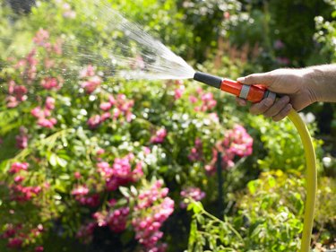 Mature man watering garden with hose
