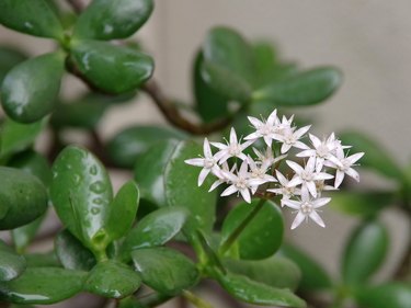 Jade Blossoms