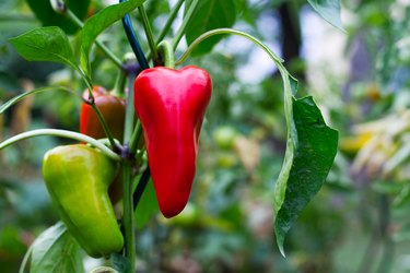 Ripening red pepper in an organic garden.