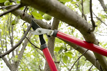 Red and steel garden secateurs pruning a tree in a garden