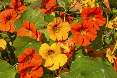 Close-up image of Vibrant orange Nasturtium flowers (Tropaeolum majus)