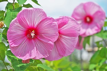 Hibiscus flowers.