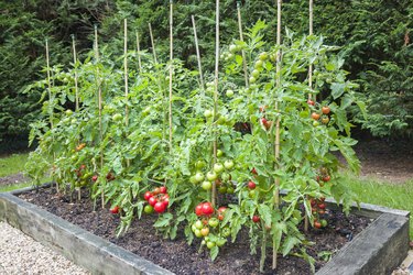 Tomato plants with ripe tomatoes growing outdoors in raised bed.