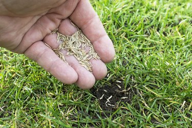 how long to keep dogs off weed and feed