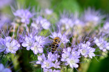 A honey bee on a purple flower of thyme isolated, macro