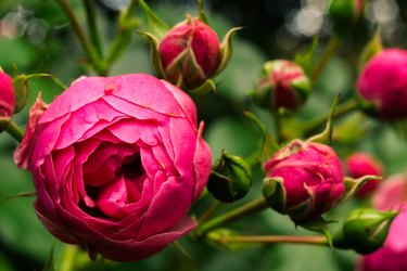 Close-Up Of Pink Rose
