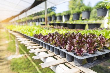 Plant nursery house, young red oak and green oak lettuce garden