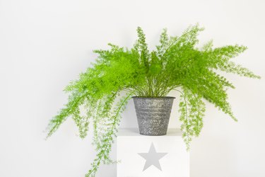 Asparagus fern in a zinc pot.