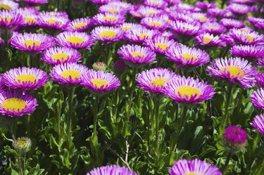 Purple American Aster is a plant that butterflies are attracted to