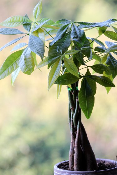 Pachira aquatica or Money Tree