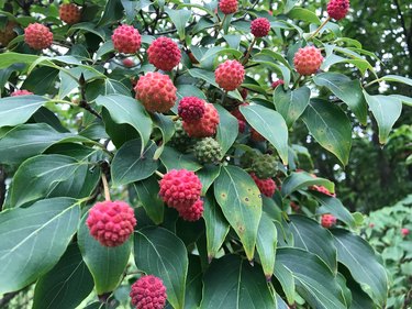 Kousa Dogwood Berries on a Tree