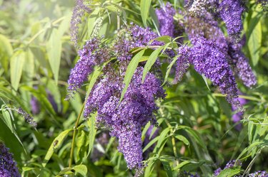 Close-up image of the beautiful summer flowering Buddleja, or Buddleia purple flowers also known as the butterfly bush