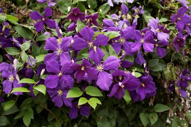 Purple clematis