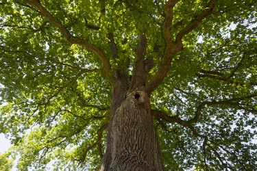 Germany, Bavaria, Lower Franconia, Pedunculate Oak, Quercus robur