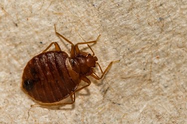 Common Bed Bug (Cimex lectularius)
