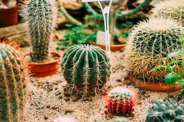 Close View Of Ferocactus Wislizeni In Botanical Garden